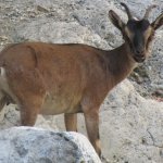 Un esemplare di Capra Kri Kri 